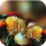 autumn flowers live wallpaper android application logo